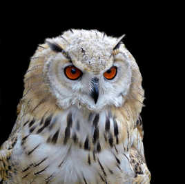 Grand Duc de sibérie