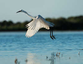 Aigrette Garzette