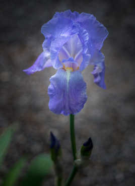 Iris