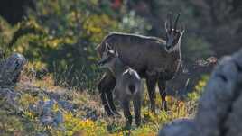 Jamais sans ma mère