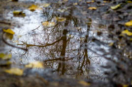 Reflet d'automne.