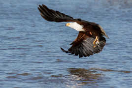 pygargue et sa proie