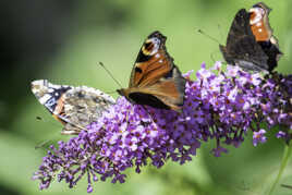 Arbre aux papillons ( Buddleja )