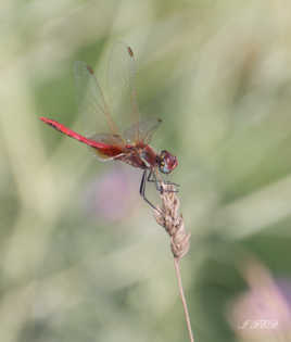 libellule en equilibre