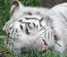 Visite au Zoo