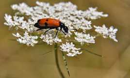 Et aussi noir et rouge