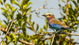 Je piaf d'impatience