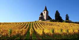 La vigne sous protection...