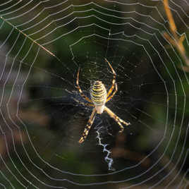 Argiope du matin.
