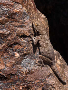 Rocky Gecko