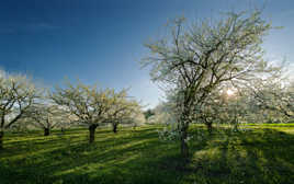 Ceriseraie à Bessenay