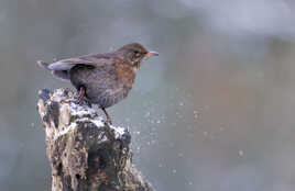 L'impatient jeune homme