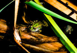 Verte grenouille