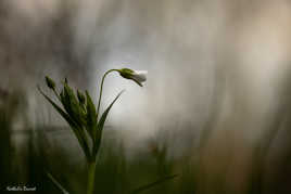 l'espoir du dernier rayon