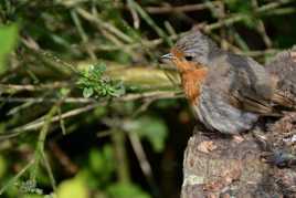 Petit rouge gorge sorti du nid