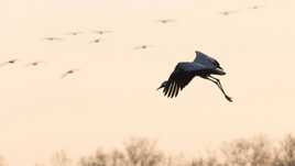 Grue cendrée en Camargue