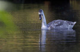 Cygnus olor