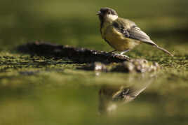 P'tit regard en coin