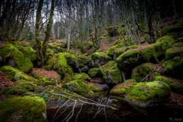 Automne en Cévennes (4)