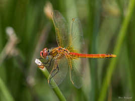 La F1 des insectes