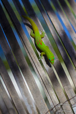 Gecko run