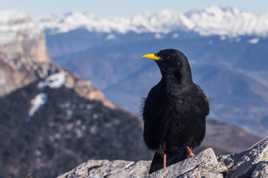 Chocard devant le Mt Blanc