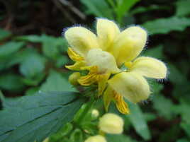 Jaune et vert