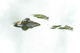 Le chant de la Grenouille