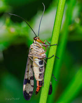 Panorpa germanica