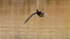 "Chanter" en volant.