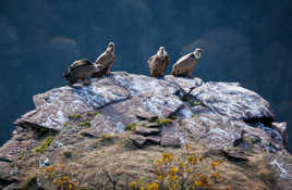 Vautours pyrénéens