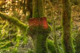 Mangé par un arbre !