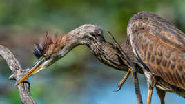 Gratte bec, gratte cou...