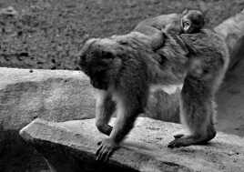 Maman et son petit libres dans le ville