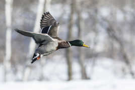 Canard colvert en vol