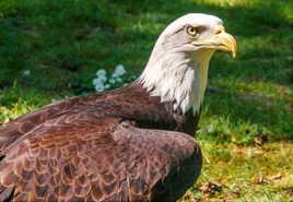 L'aigle