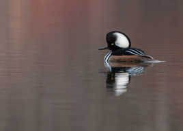 Harle couronné mâle