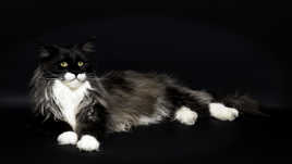 Le chat prend la pose..