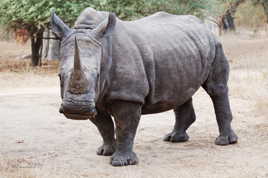 Le rhino feroce