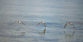 Décomposition du mouvement (2/2)