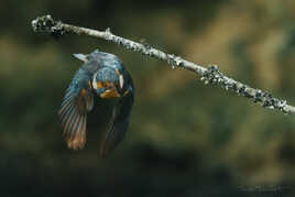 Bon pour un plongeon