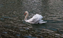 le cygne pensif