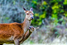 Un câlin en forêt