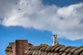 La sentinelle