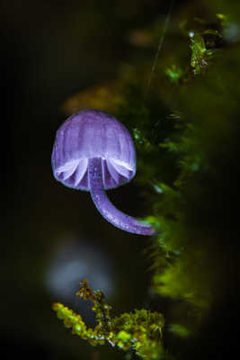 le petit lumineux