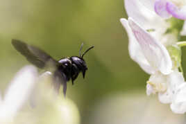 Abeille Charpentère