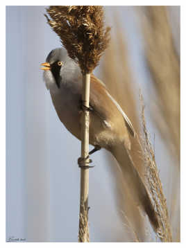 Panure a moustache chantant