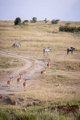 procession multi especes
