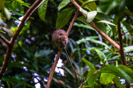 LE RAT DANS SON ENVIRONNEMENT