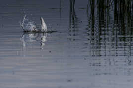 Le plongeon